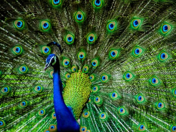 15 Spiritual Meanings When You Dream About Peacock
