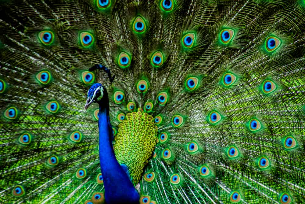 What Does It Mean When You Dream About Peacock?