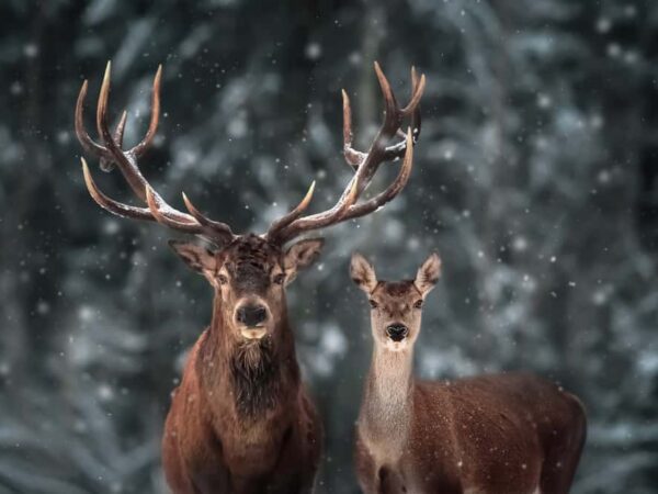 15 Spiritual Meanings When You Dream About Deer
