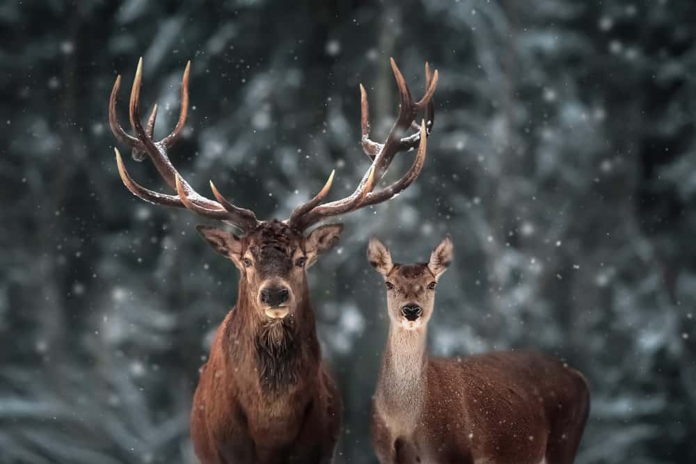What Does it Mean to Dream of About Deer?