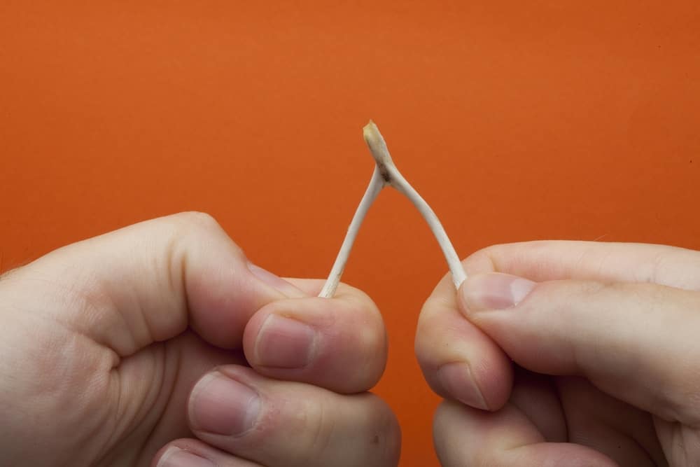 15 Spiritual Meanings of Wishbone – More Than Luck