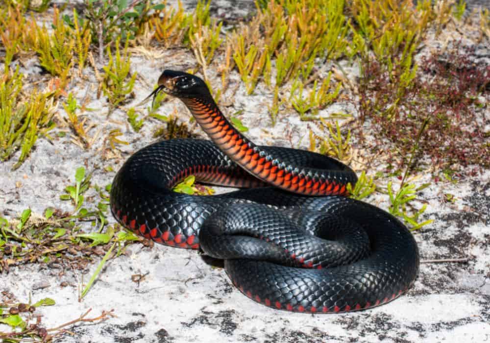 Black Snakes: Beware Pessimism and Toxicity