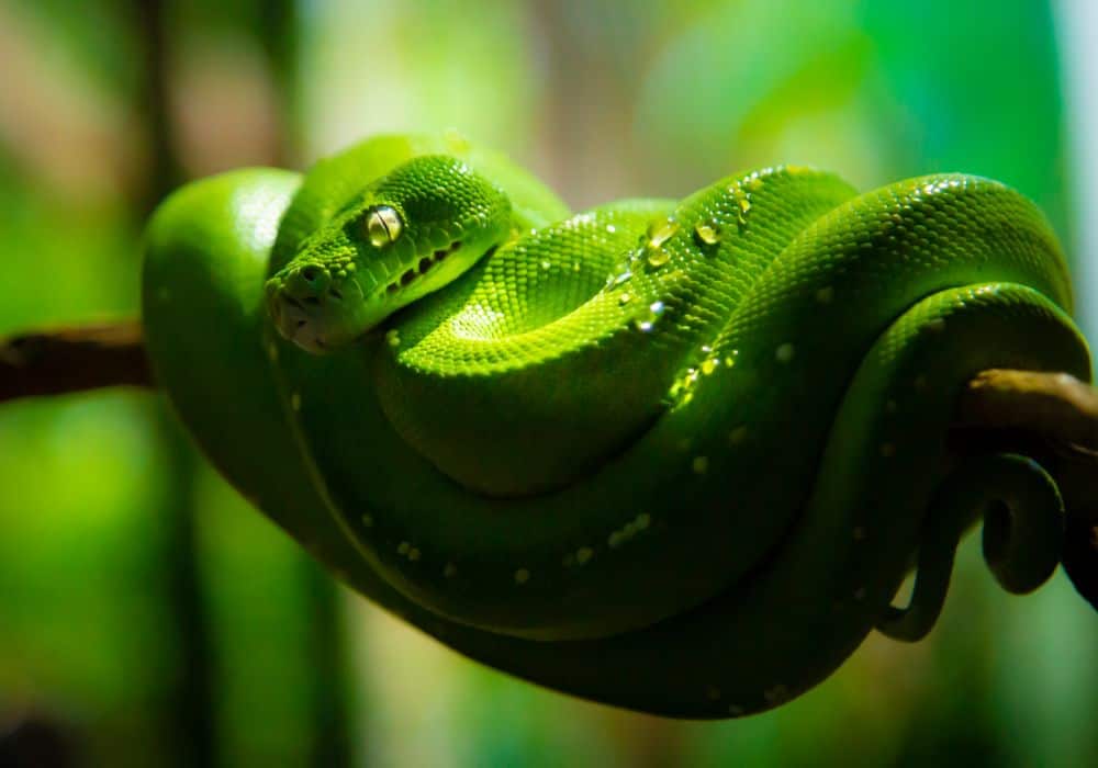 Green Snakes: Renewal and Change Come to You