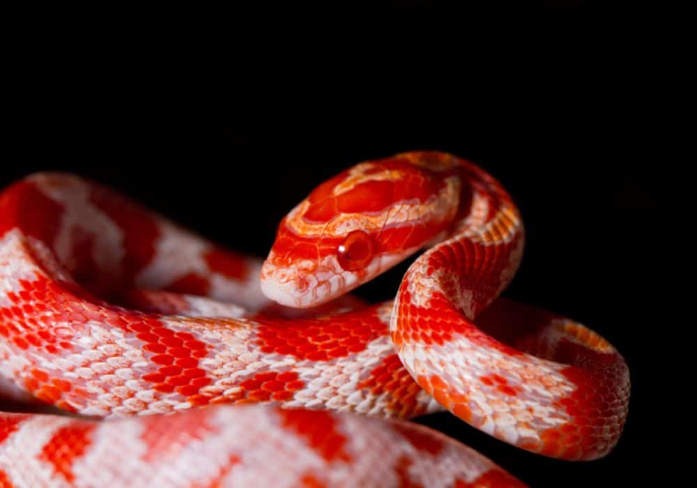 The Red Snakes: The strong emotions they bring with them