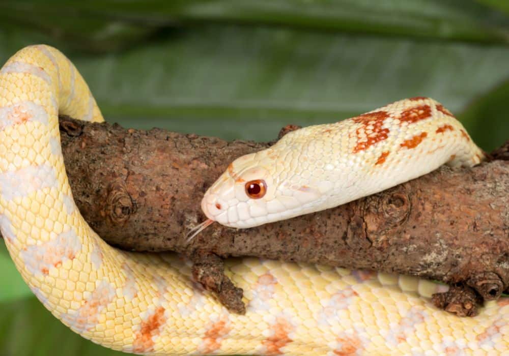 Yellow Snakes: A Universal Sign of Danger