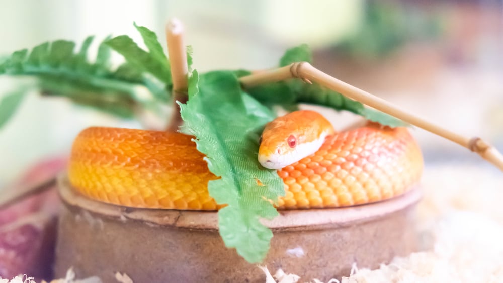 5 Spiritual Meanings When You Dream About Colored Snake
