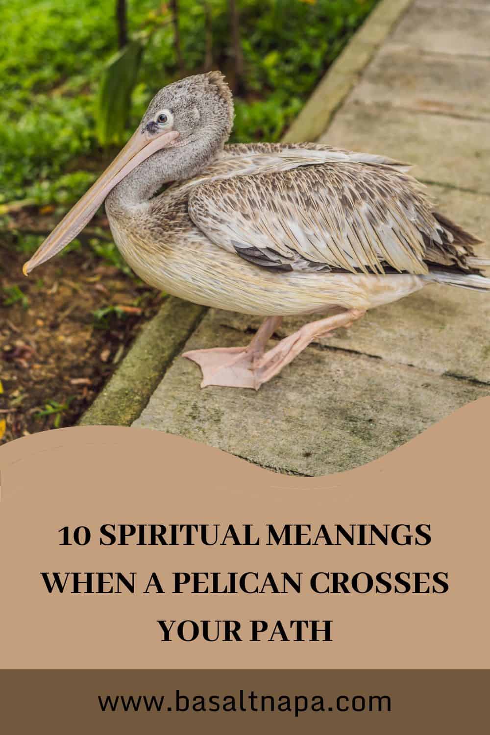 10 Meanings of a Pelican Crossing Your Path