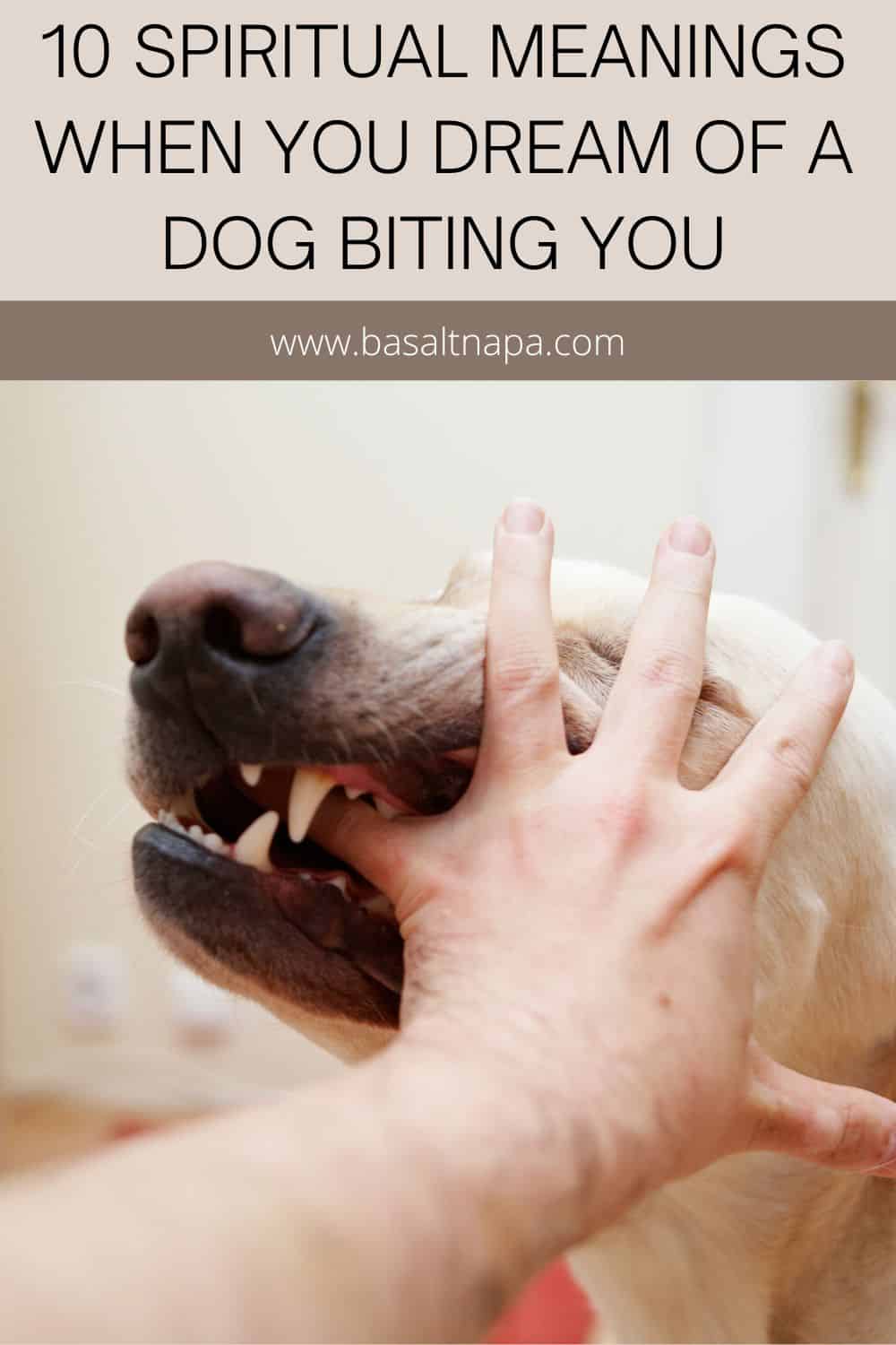 10 Spiritual Meanings When You Dream Of A Dog Biting You