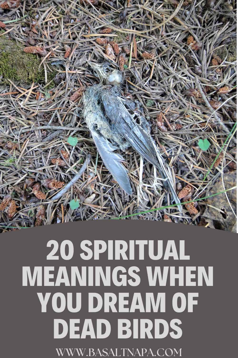 20 Spiritual Meanings When You Dream of Dead Birds