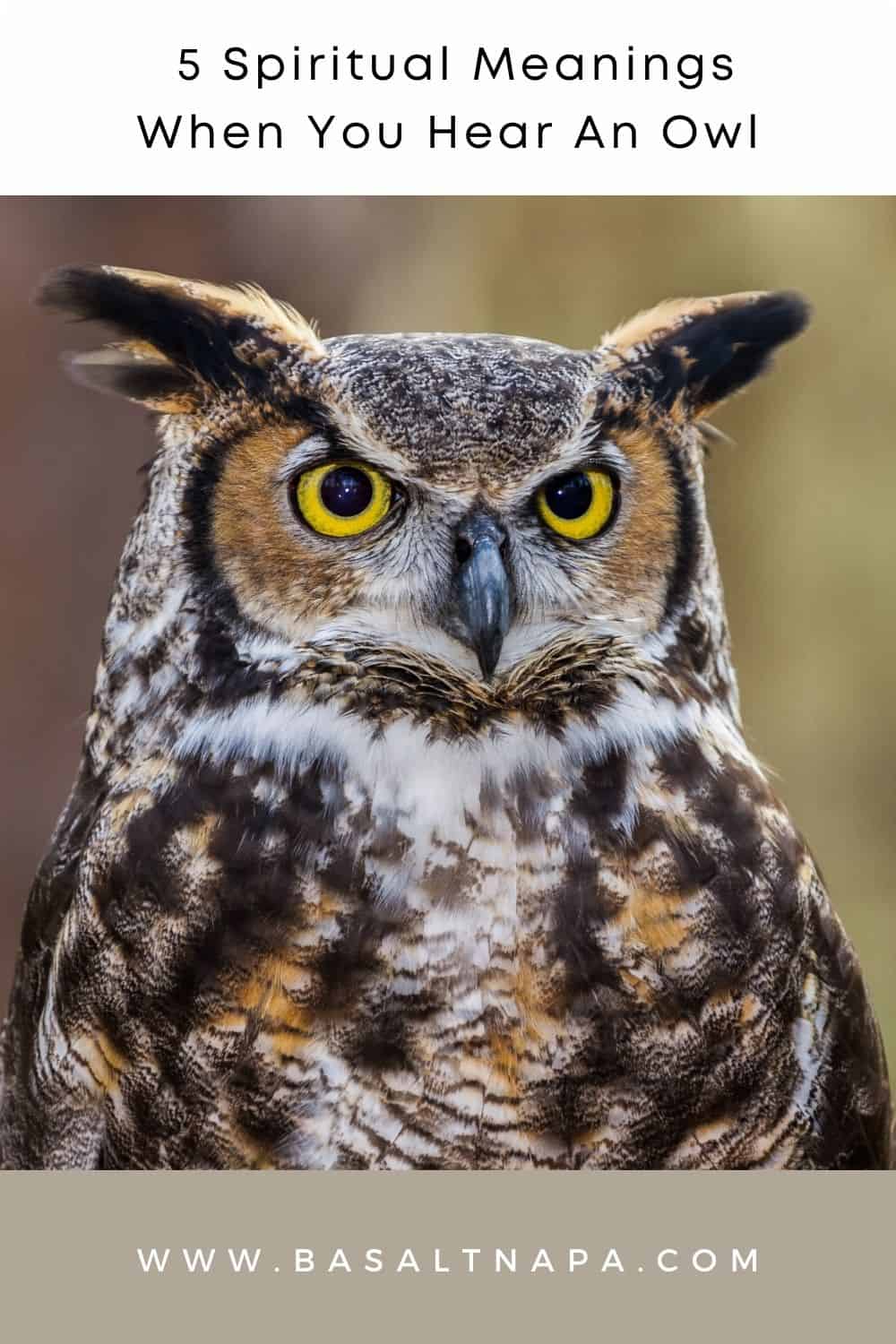 5 Spiritual Meanings When You Hear An Owl