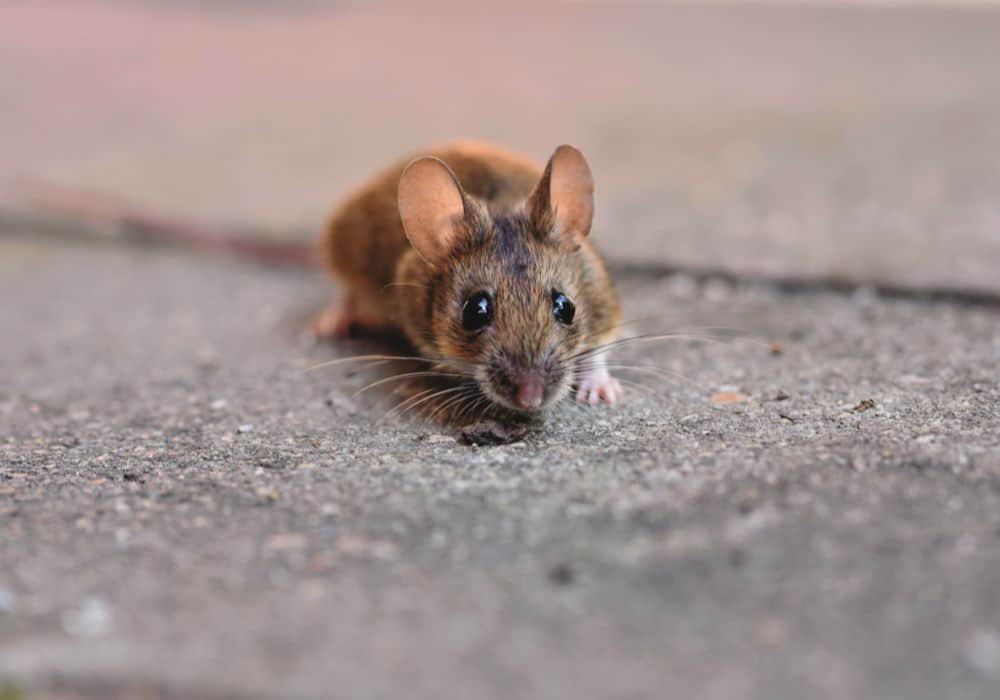 7 Interpretations Of A Mouse Crossing Your Path