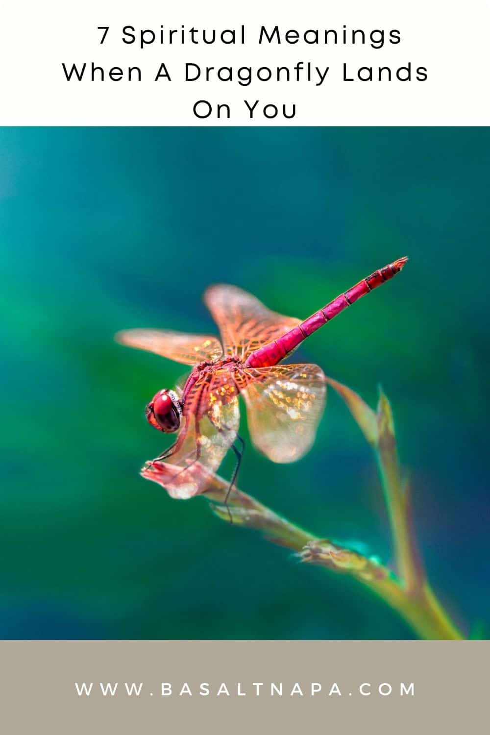  7 Spiritual Meanings When A Dragonfly Lands On You