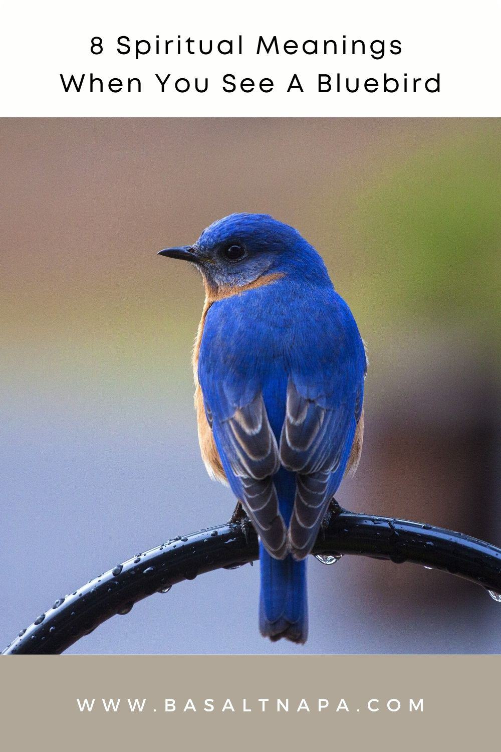 8 Spiritual Meanings When You See A Bluebird