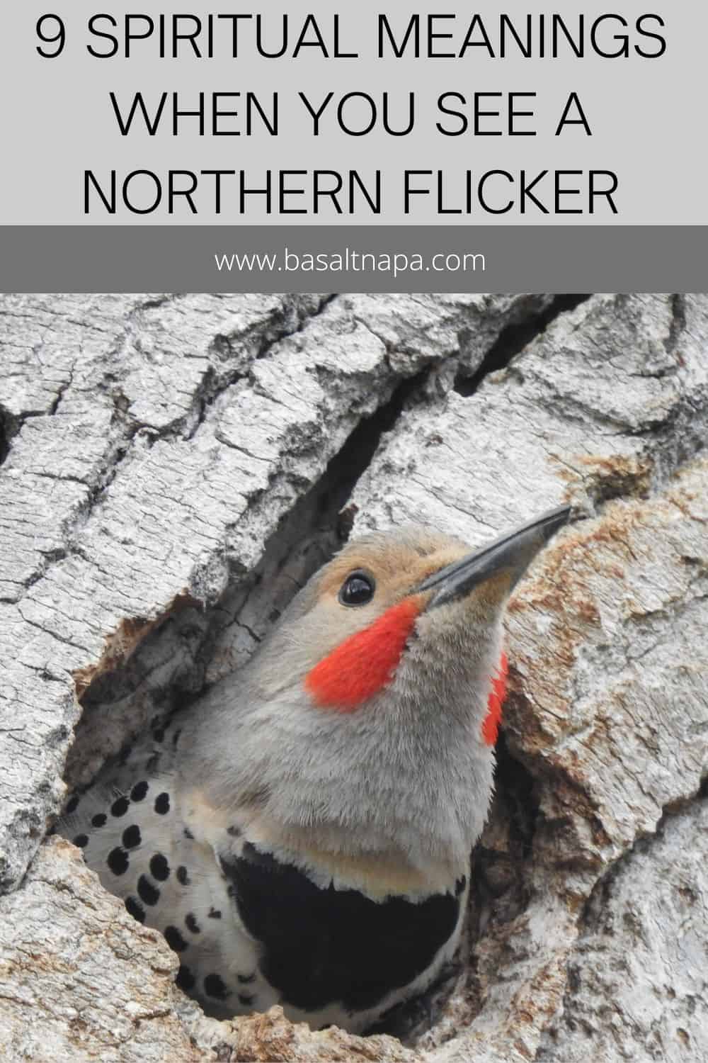 9 Spiritual Meanings When You See A Northern Flicker