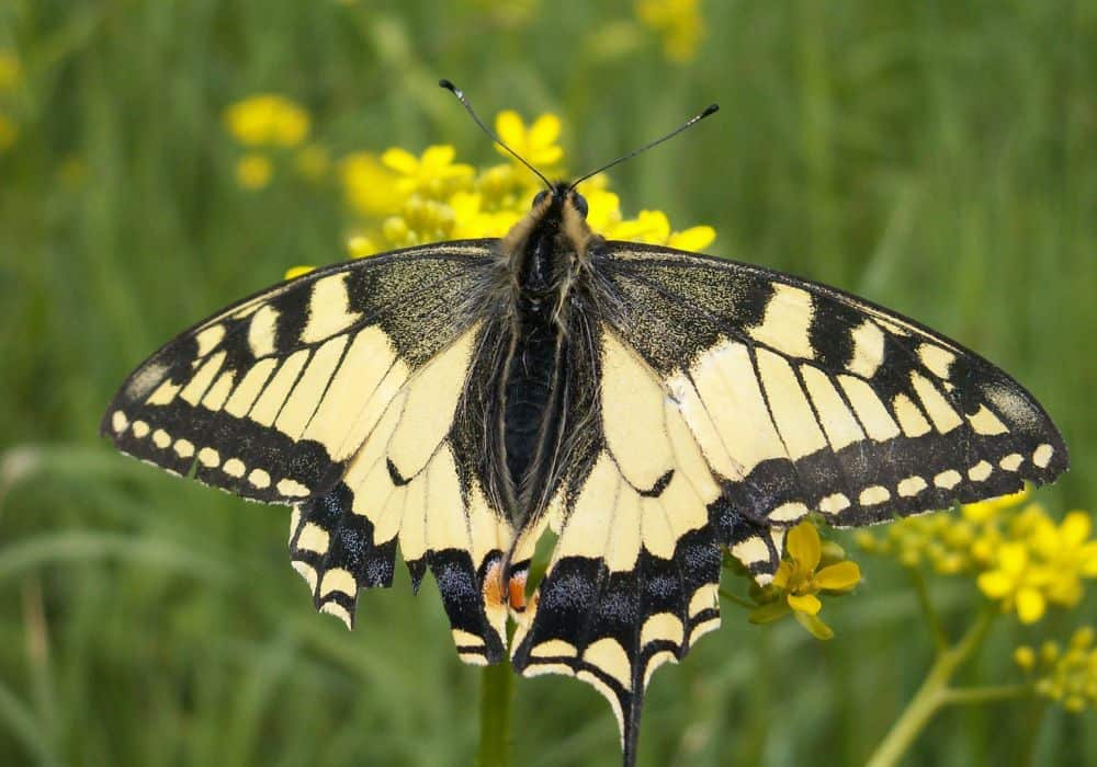 Black Swallowtail Butterflies Meaning