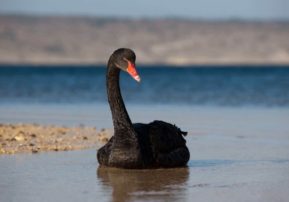 Black Swan As A Totem Animal
