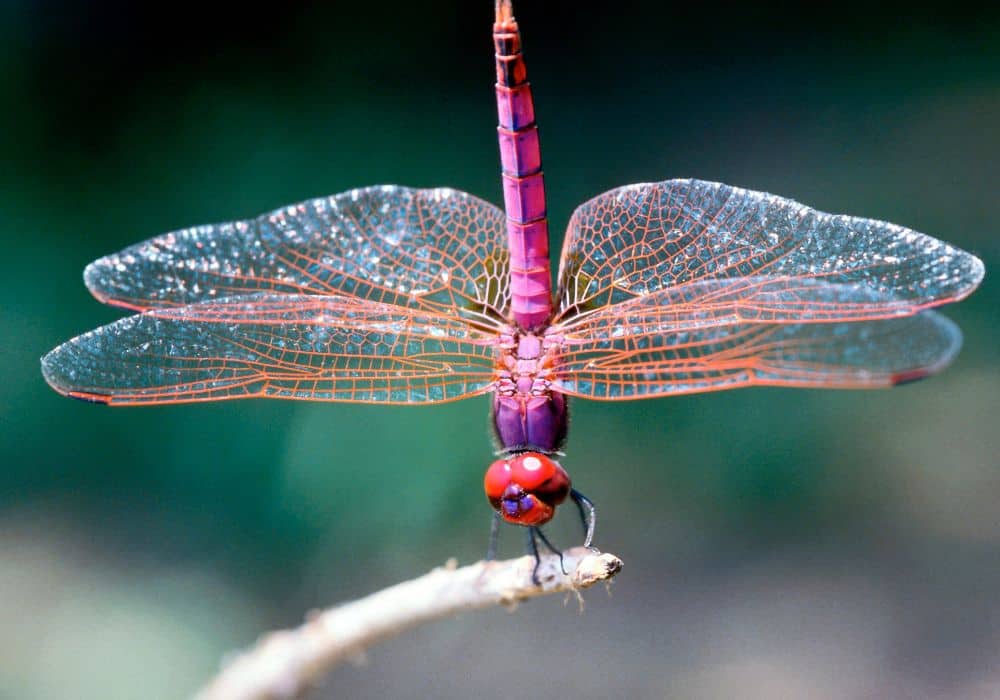 Dragonflies in Ancient Japan