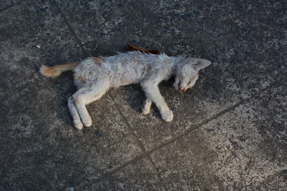 10 Spiritual Meanings When You Dream Of A Dead Cat
