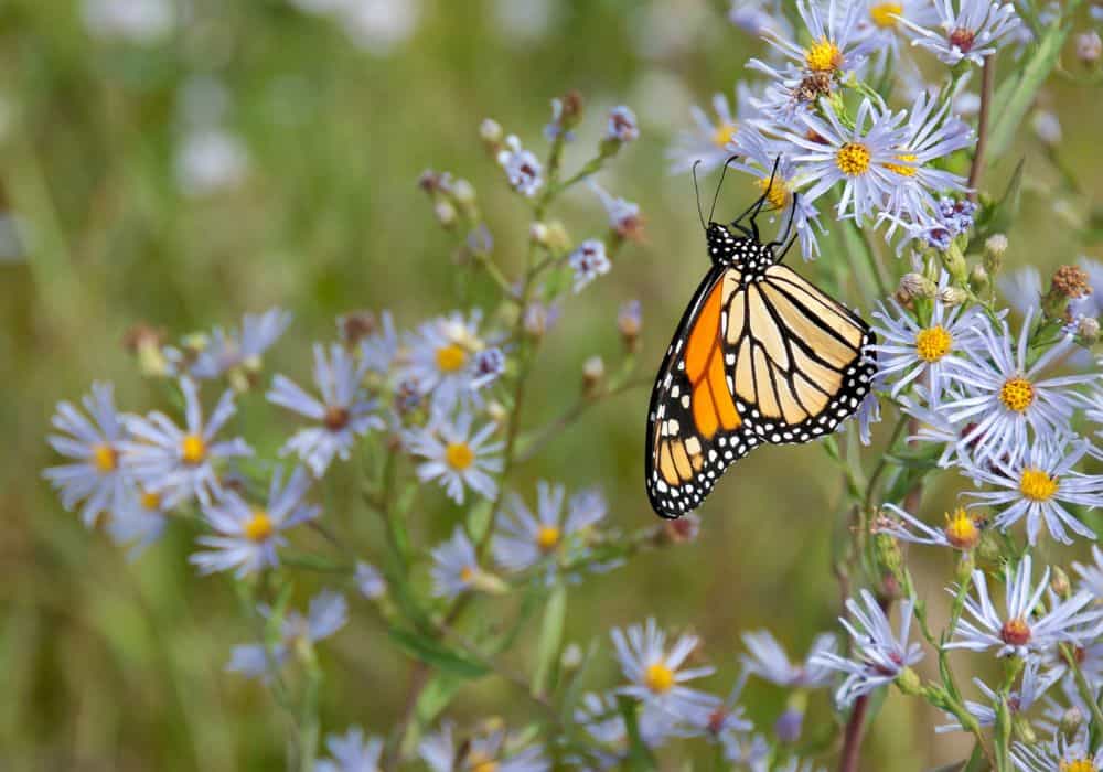 Monarch Butterfly Meaning