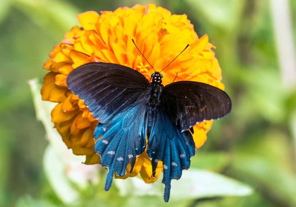 Pipevine Swallowtail Butterflies Meaning