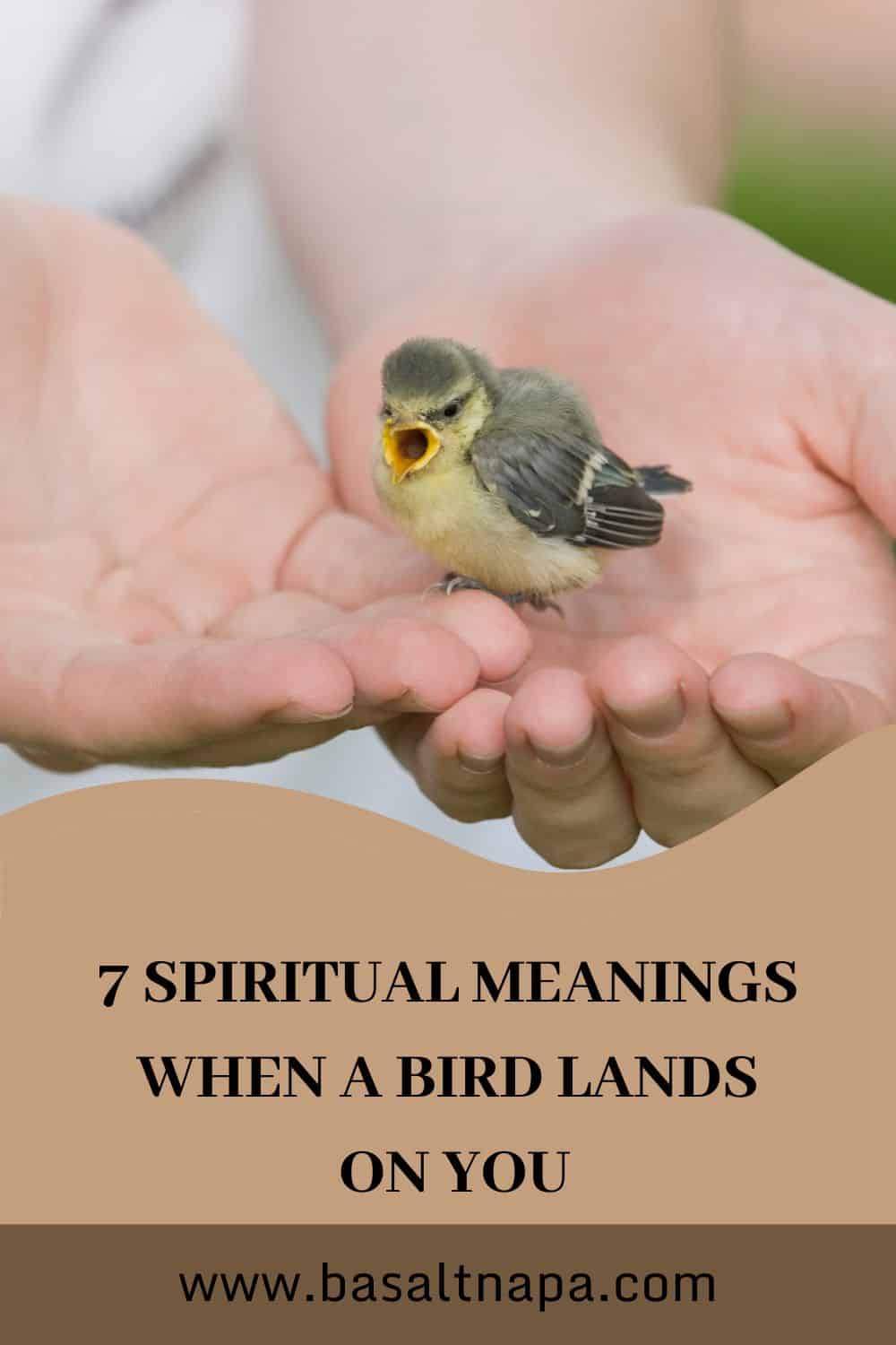 Spiritual Meaning of A Bird Lands on You