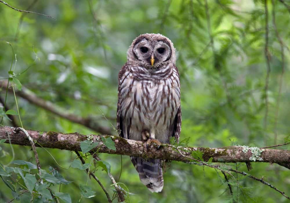 Spiritual Meanings Of Hearing An Owl Hoot
