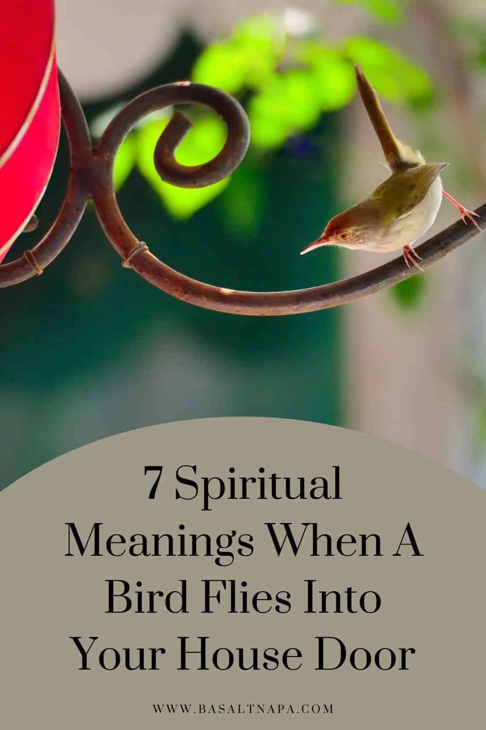 Spiritual Meanings When A Bird Flies Into Your House Door