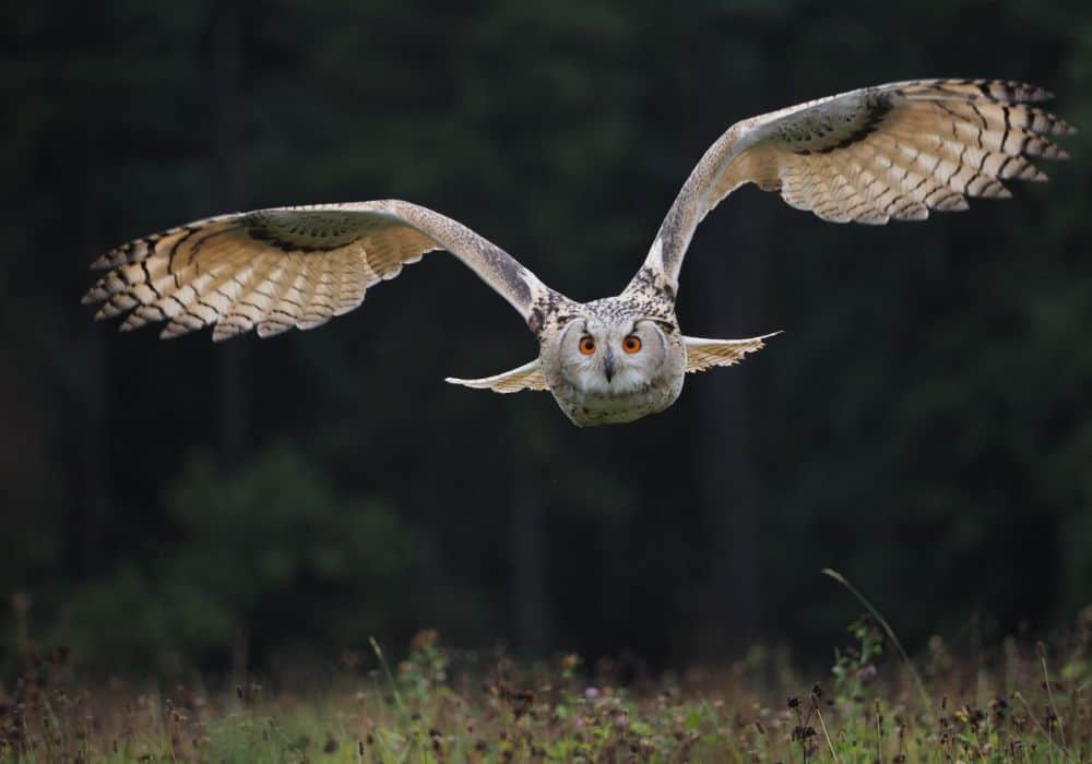 Spiritual Meanings When An Owl Crosses Your Path