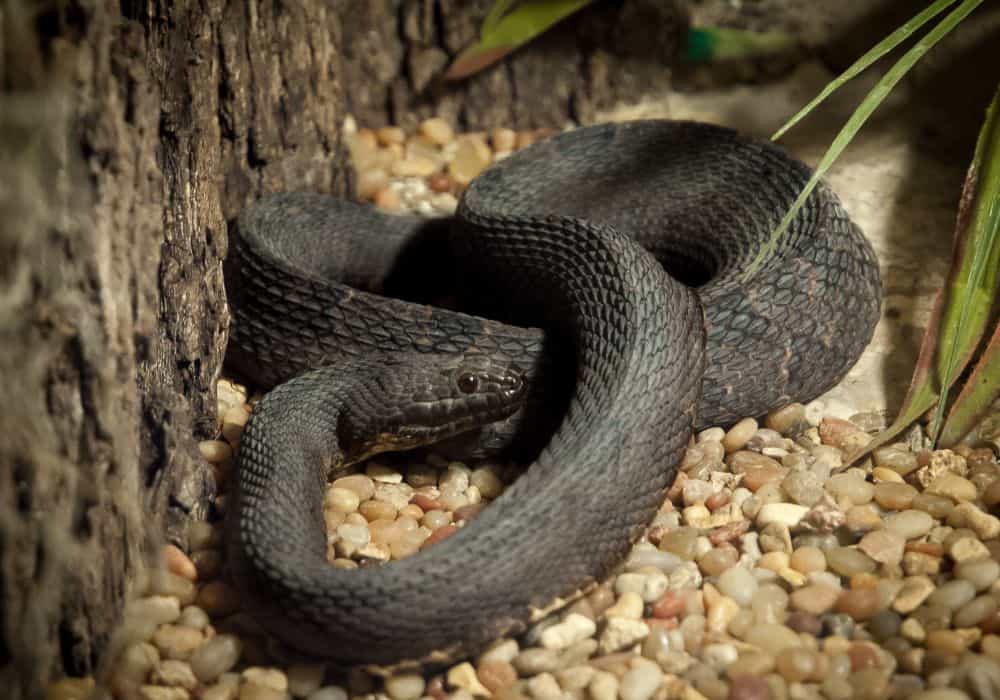 What Does It Mean To Dream Of Black Snakes
