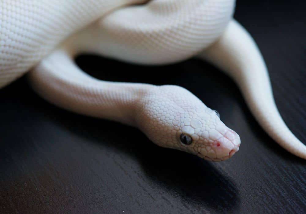 What Does It Mean To Dream Of White Snakes