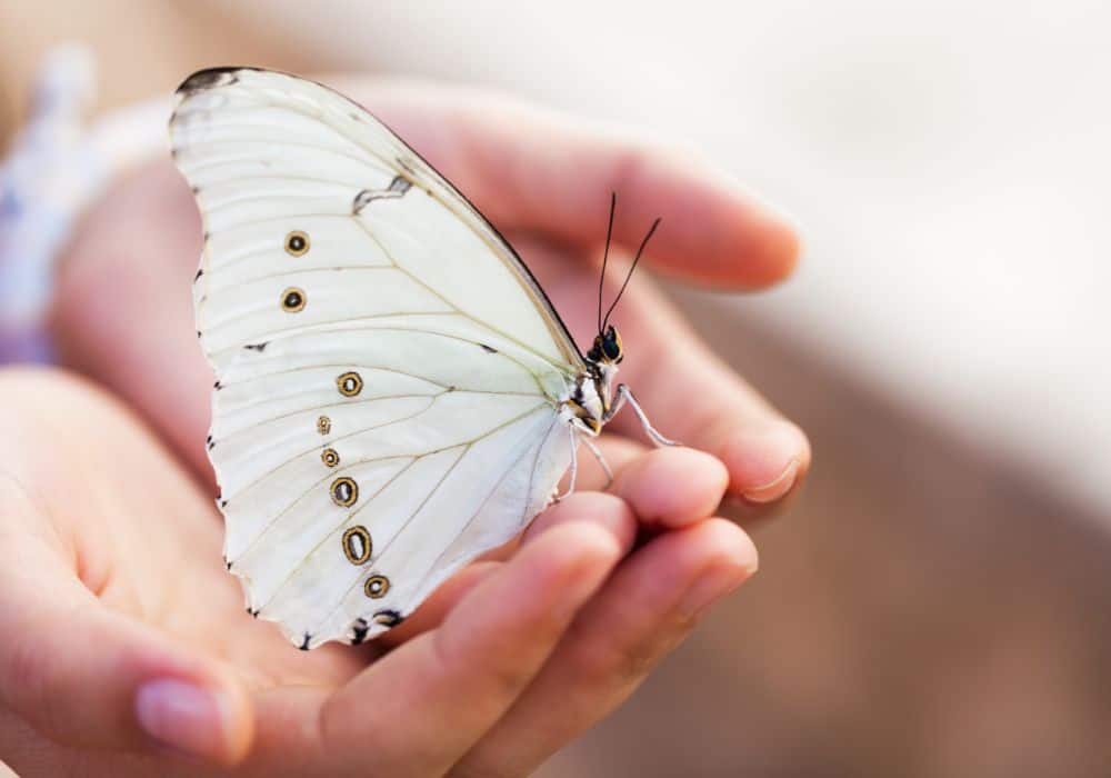 What Does It Mean To See A White Butterfly