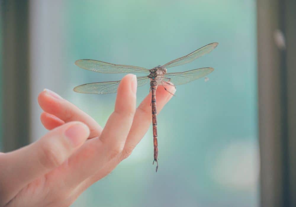 What Is The Meaning Of A Dragonfly Landing On You