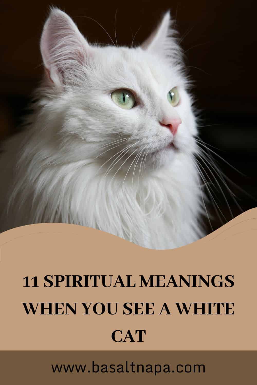 White Cat Symbolism and Spiritual Meaning