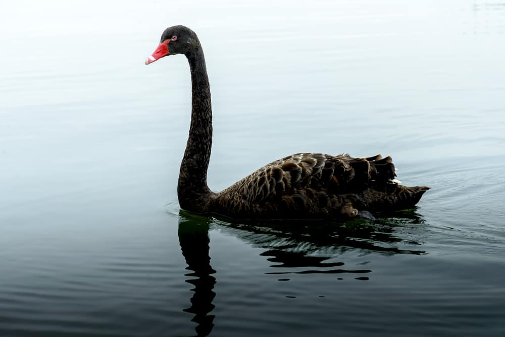 Black Swan Symbolism & Spiritual Meanings