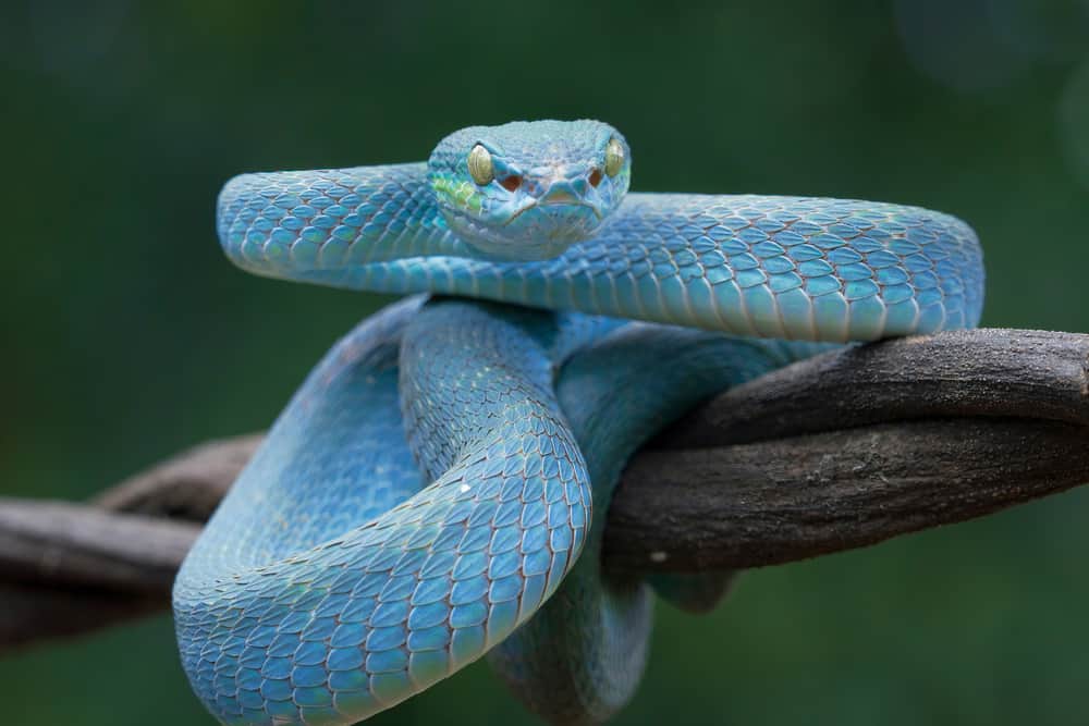 16 Spiritual Meanings When You Dream Of Blue Snakes