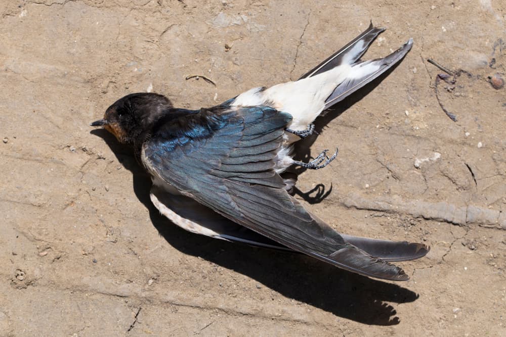 20 Spiritual Meanings When You Dream of Dead Birds