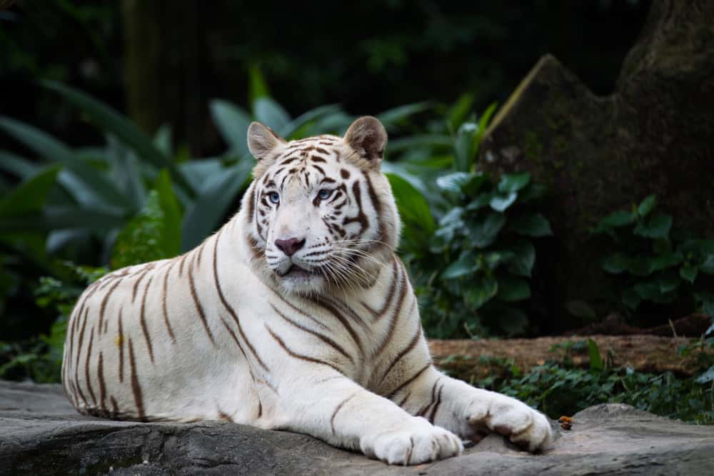7 Spiritual Meanings When You Dream About A White Tiger 