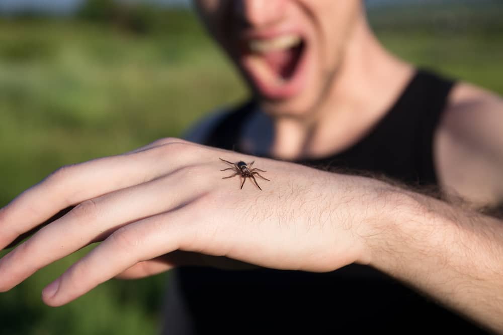 11 Spiritual Meanings When You Dream of Spider Bite