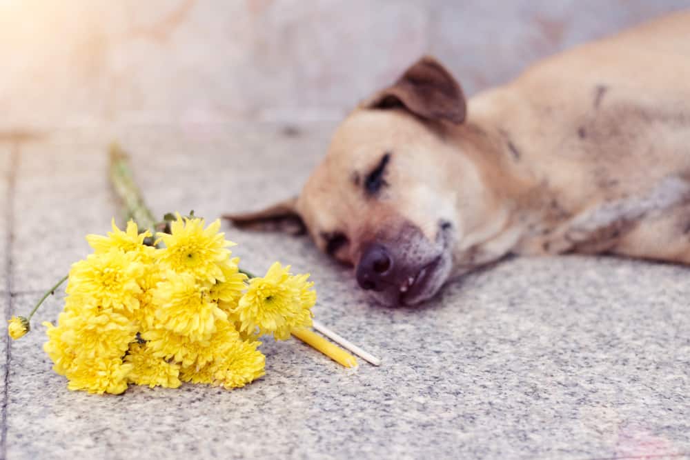 8 Spiritual Meanings When Dreaming Of A Dead Dog