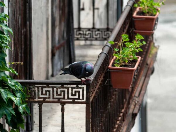 7 Spiritual Meanings When A Bird Flies Into Your House Door