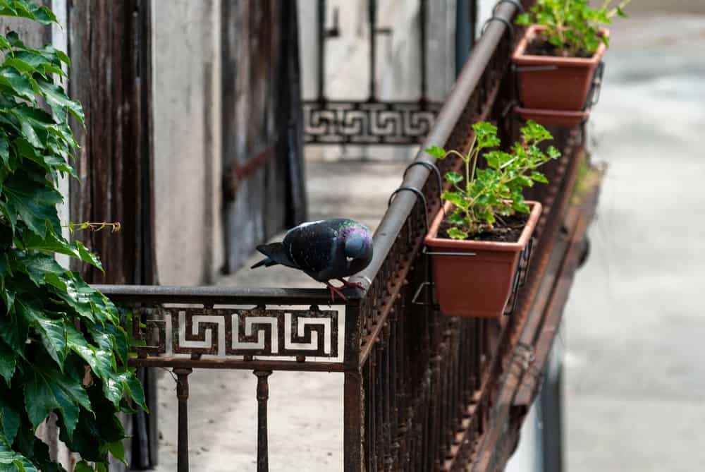 7 Spiritual Meanings When A Bird Flies Into Your House Door