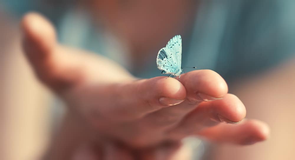 8 Spiritual Meanings When A Butterfly Lands On You