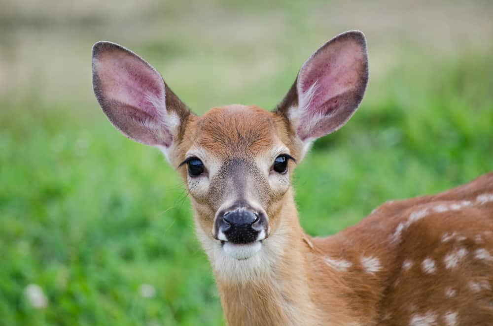 what does it mean when a deer stares at you