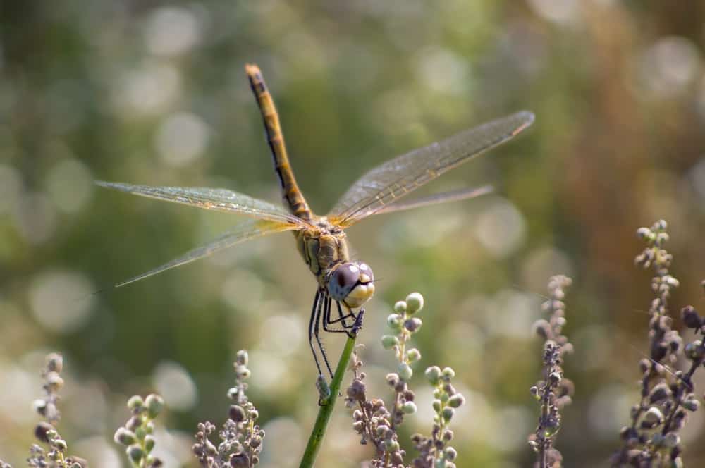 7 Spiritual Meanings When A Dragonfly Lands On You