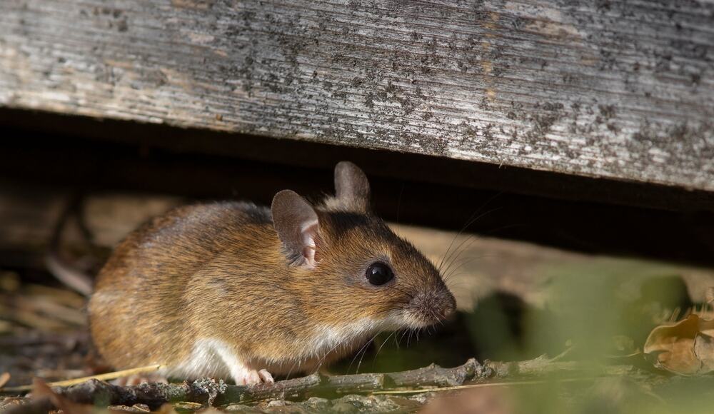 7 Spiritual Meanings When A Mouse Crosses Your Path