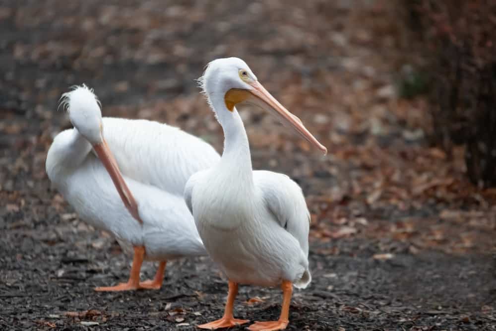 10 Spiritual Meanings When A Pelican Crosses Your Path