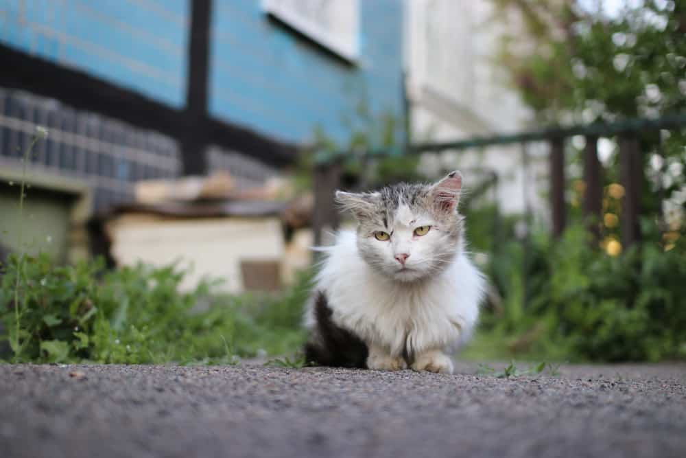 8 Spiritual Meanings When A Stray Cat Comes To Your House