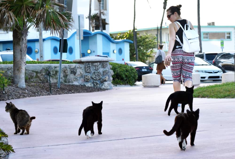 8 Spiritual Meanings When A Stray Cat Follows You