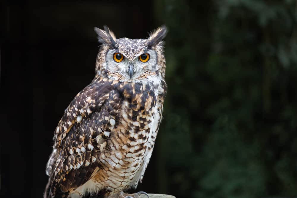 6 Spiritual Meanings When An Owl Crosses Your Path
