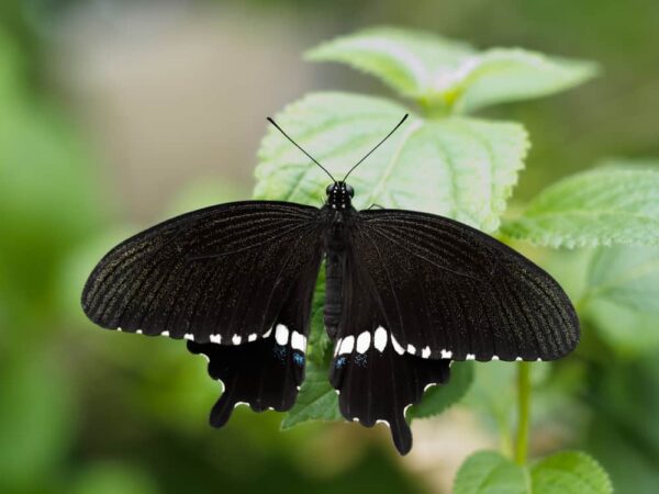 16 Spiritual Meanings When You See A Black Butterfly